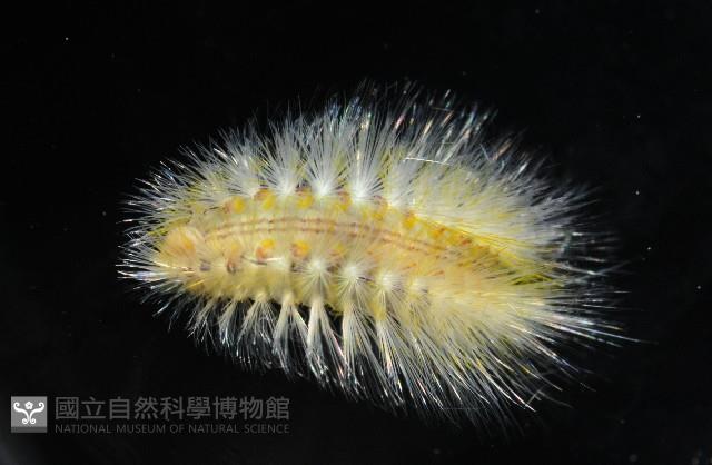 未知種仙蟲藏品圖，第1張
