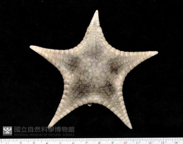 騎士章海星藏品圖，第1張