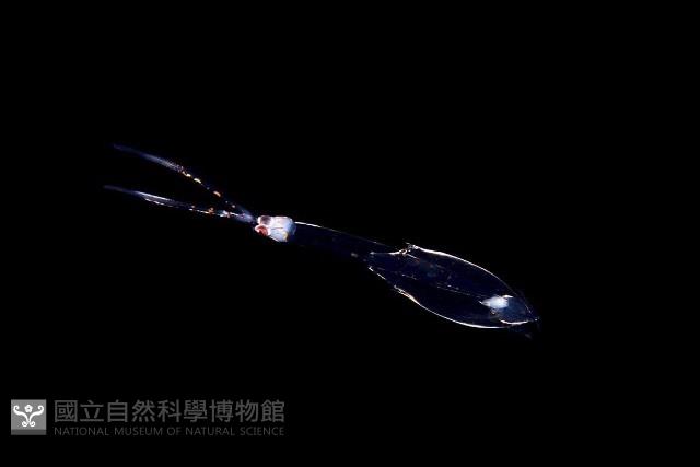 未知種手魷藏品圖，第1張