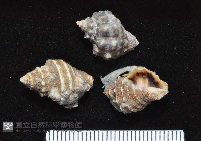 蚵岩螺藏品圖，第1張