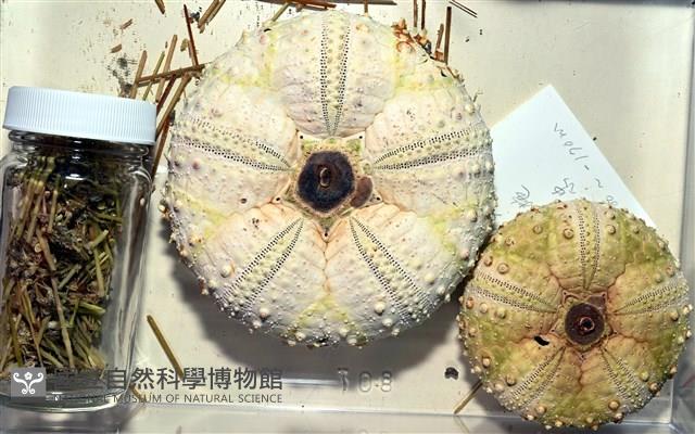 裸隱肛海膽藏品圖，第1張