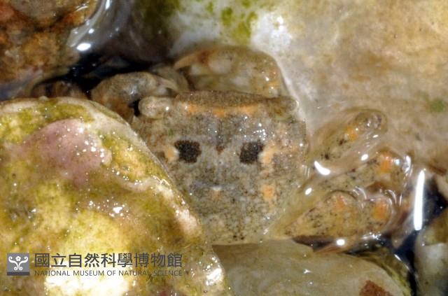 絨毛(螯)近方蟹藏品圖，第1張