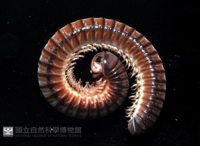 擬旋刺馬陸藏品圖，第1張