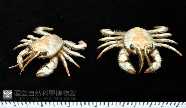 顯著瓊娜蟹藏品圖，第1張