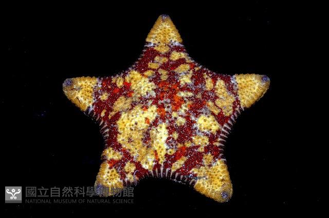 糙五角海星藏品圖，第1張