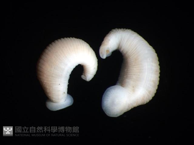 未知種舌蛭藏品圖，第1張