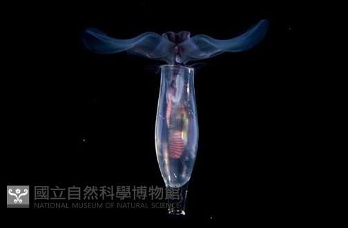 筒蝶螺藏品圖，第1張