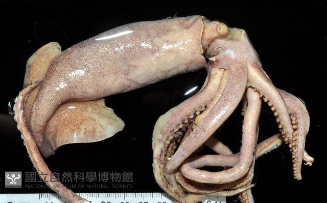 龍氏爪魷魚藏品圖，第1張