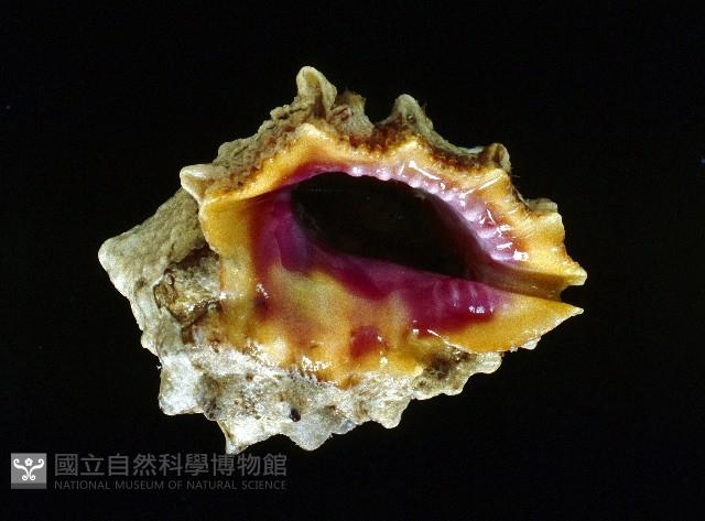 玫瑰岩螺藏品圖，第1張