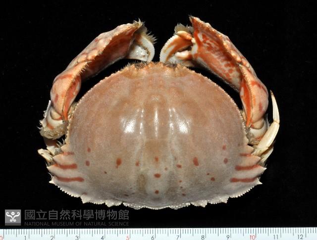 卷折饅頭蟹藏品圖，第1張
