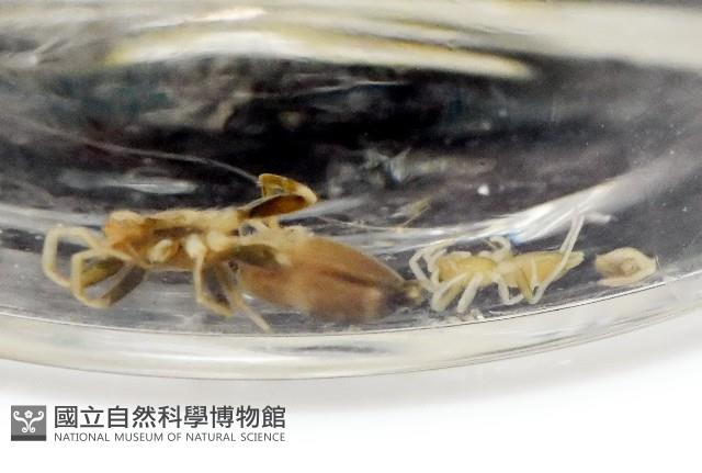 臺灣秘蛛藏品圖，第1張