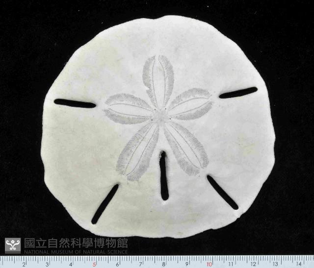 等格蜜餅海膽藏品圖，第1張