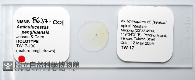 魚賁類絛蟲藏品圖，第1張