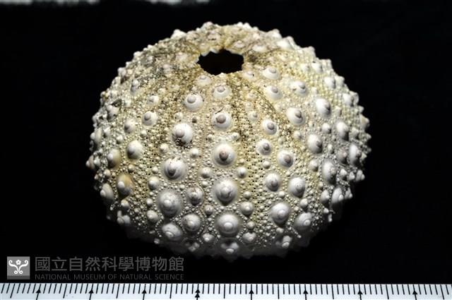 口鰓海膽藏品圖，第1張