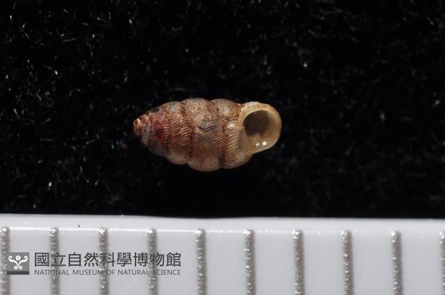 合歡芝麻蝸牛藏品圖，第1張