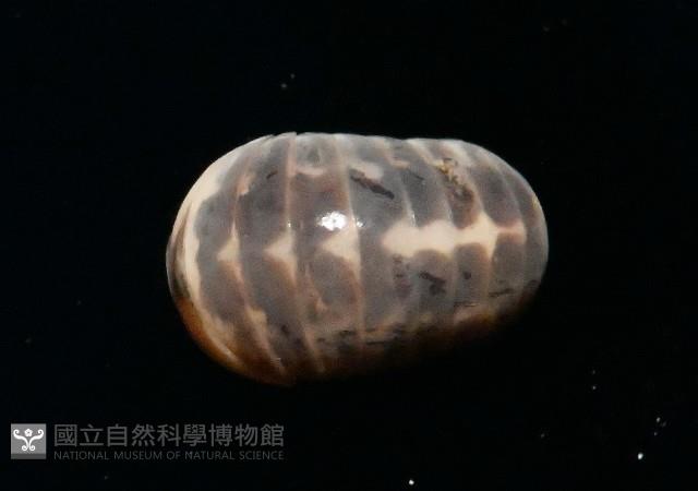 奇妙摩氏球馬陸藏品圖，第1張