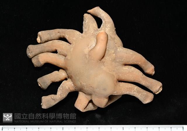 寄居蟹鞘群海葵藏品圖，第1張
