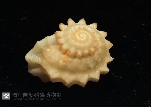 綠島花冠螺藏品圖，第1張