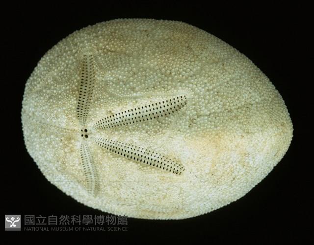 脊背壺海膽藏品圖，第1張