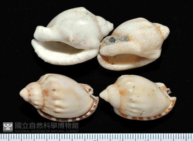 斑點小鬘螺藏品圖，第1張