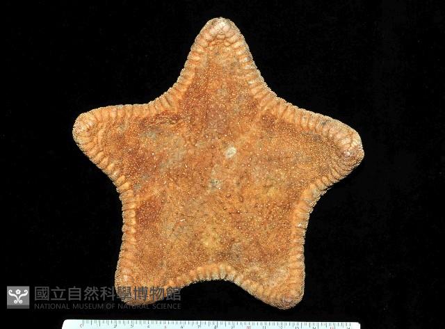中華五角海星藏品圖，第1張