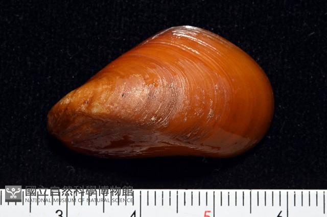 深海殼菜蛤的一種藏品圖，第1張
