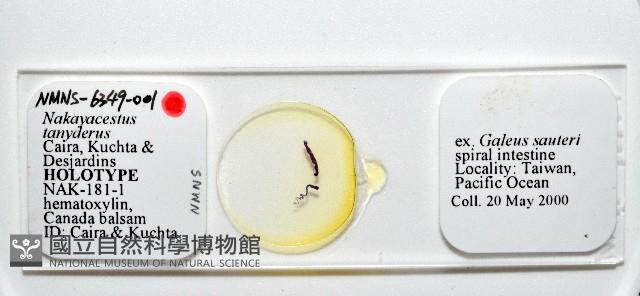 新種鯊魚絛蟲-01藏品圖，第1張