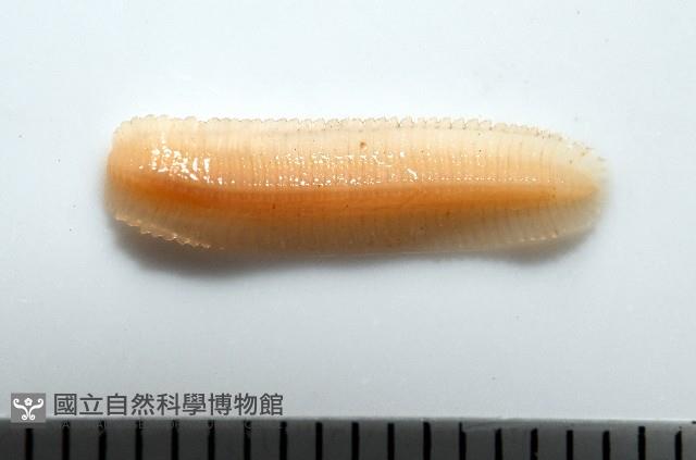 新種雄顎平馬陸藏品圖，第1張