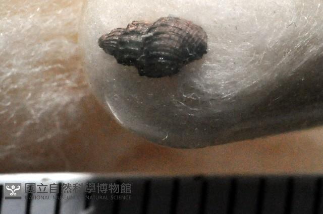 新種捲管螺類藏品圖，第1張