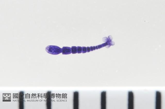 新種葉槽絛蟲藏品圖，第1張