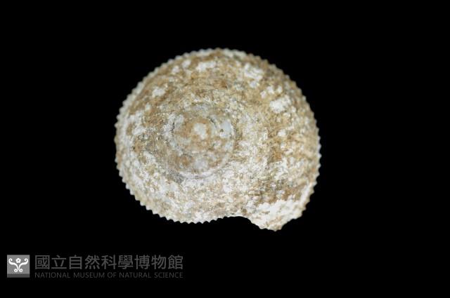 釋迦白鐘螺藏品圖，第1張