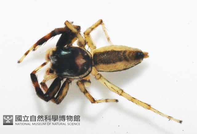 多色金毛蛛藏品圖，第1張