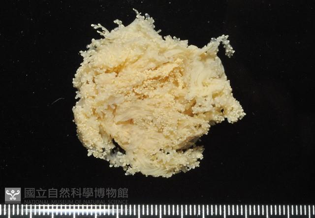 簇飾大結海葵藏品圖，第1張