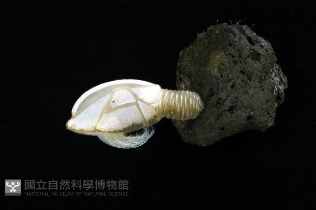 背刺直鎧茗荷藏品圖，第1張