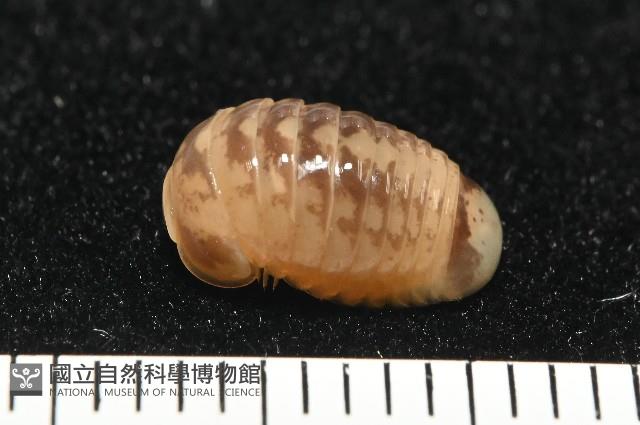 雙色木球馬陸藏品圖，第1張