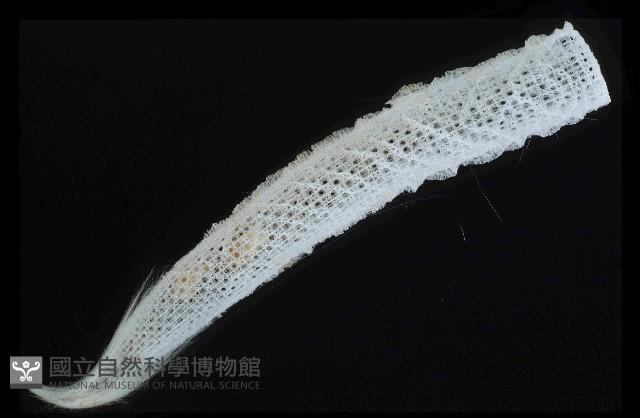 未知種偕老同穴海綿藏品圖，第2張