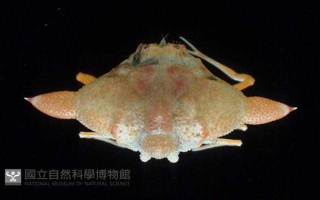 艾氏飛輪蟹藏品圖，第1張