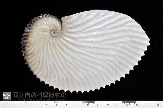 扁船蛸藏品圖，第1張