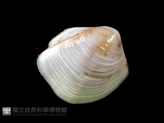 未知種旋心蛤藏品圖，第1張