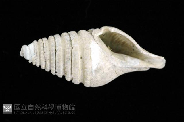佛塔捲管螺藏品圖，第1張