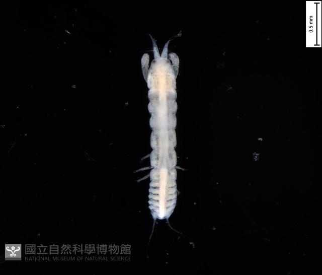 鐮形異細螯蟲藏品圖，第1張
