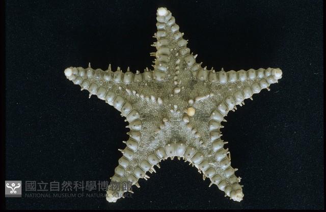 玉緣棘角海星(紫氏麗海星)藏品圖，第1張