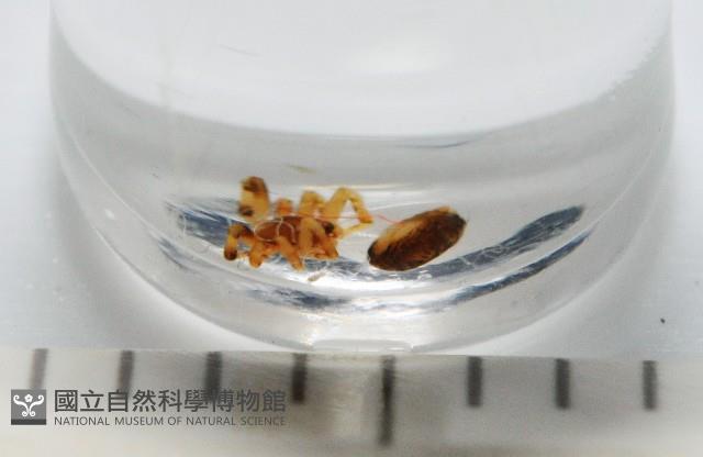 斑點微姬蜘藏品圖，第1張