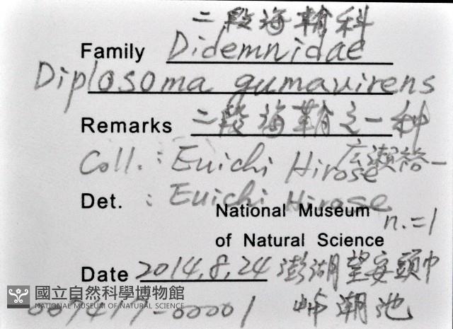 二段海鞘之一種藏品圖，第1張
