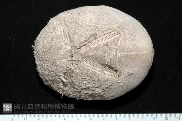 心形海壺藏品圖，第1張