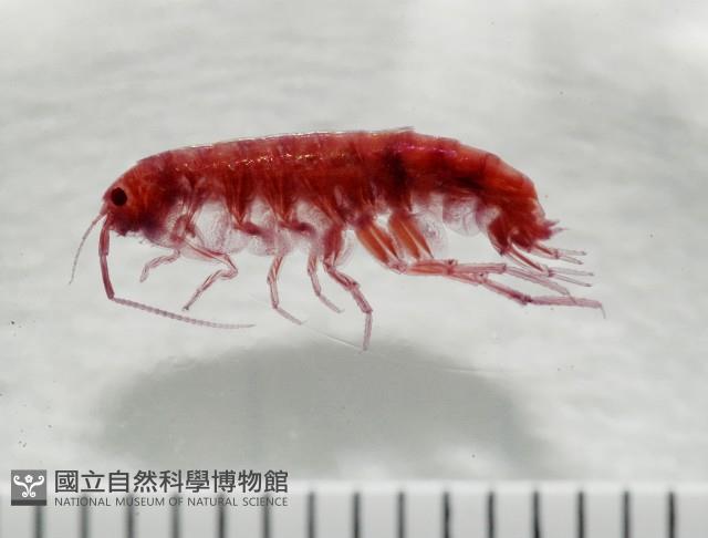 新種蘭嶼端足類藏品圖，第1張