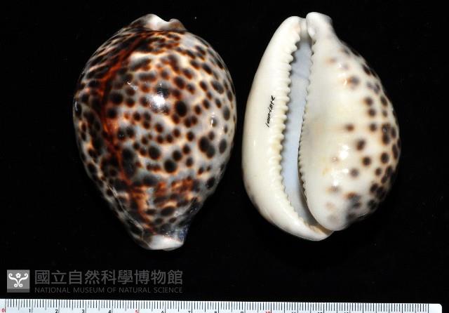 黑星寶螺藏品圖，第1張