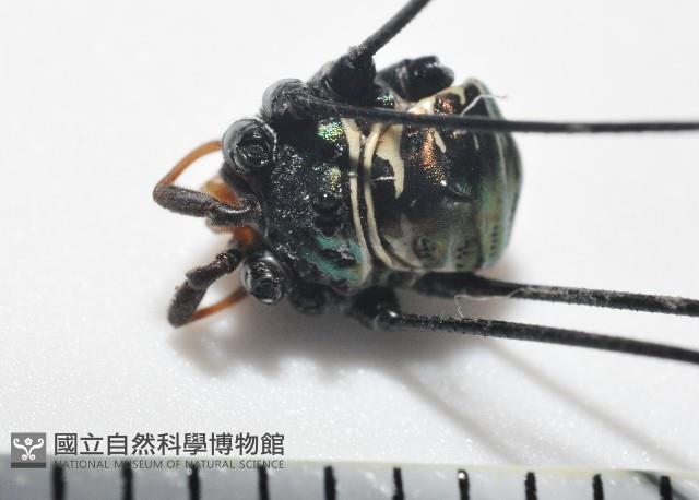 背斑偽盾刺盲蛛藏品圖，第1張