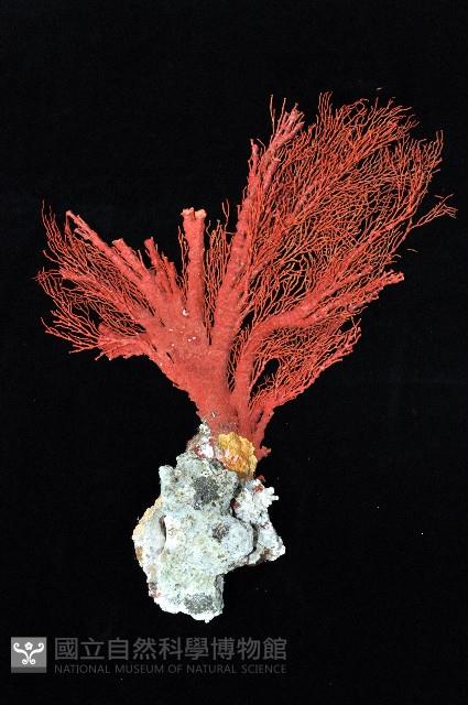 紅扇珊瑚藏品圖，第1張