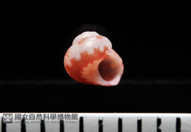 夏伊拉蠑螺藏品圖，第1張
